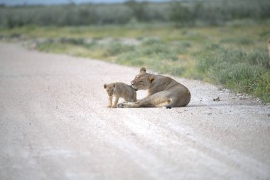 Afrika savanındaki aslan yavruları