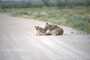 Aslan yavrusu Kalahari 'de yerde oynuyor.