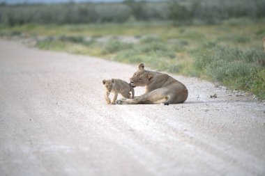 Anne aslan ve yavru kumda oynuyorlar.