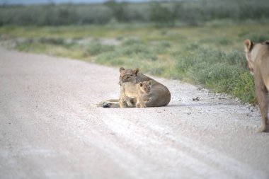 Savannah 'da bir aslan yavrusu