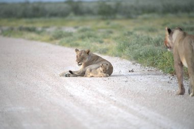 Namibya 'daki Etoşa Milli Parkı' nda vahşi aslan.