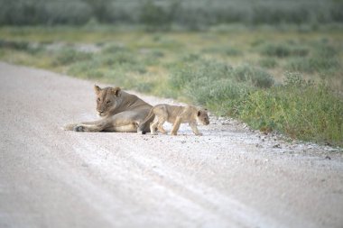 Aslan yavruları yolda yürüyor