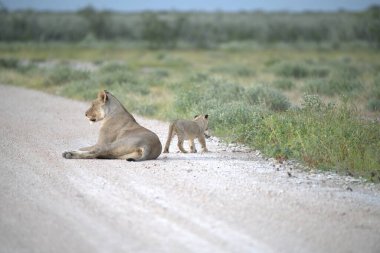 Yavru bir aslan yavrusu yolda.
