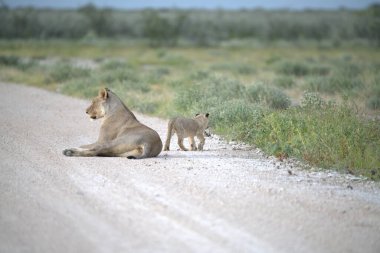 Etoşa Ulusal Parkı, Namibya 'da aslan yavrusu