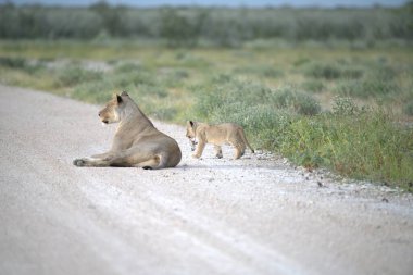 Yoldaki genç aslanlar