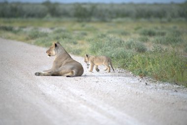 Etoşa Milli Parkı 'nda genç bir aslan