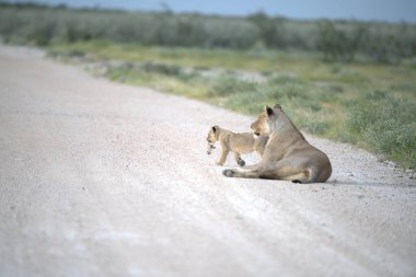 Yolda oynayan şirin bir aslan yavrusunun yakın plan fotoğrafı.