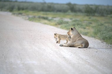 Güney Afrika 'daki Kruger Ulusal Parkı' nda yavru bir aslanla yerde..
