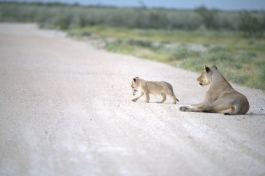 Çöldeki bir aslanın yakın çekimi.