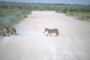 Namibya 'daki Etoşa Milli Parkı' nda aslanlar