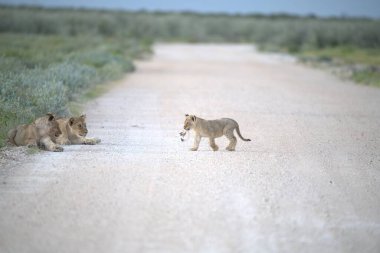 Vahşi aslan yavrusu.