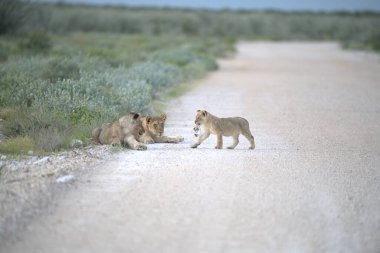 Yoldaki genç aslanlar.