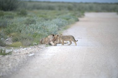 Afrika çölündeki vahşi aslan ailesi..