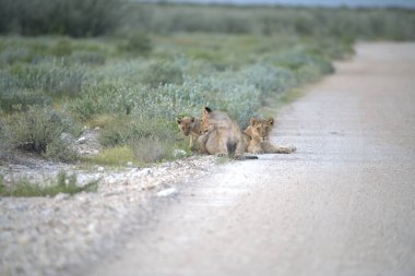 Namibya bozkırında bir aslan
