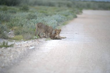 Genç aslan Botswana, ulusal parkta yolda yürüyor.