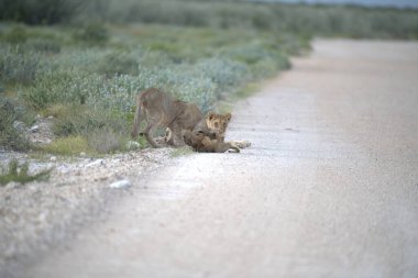 Afrika bozkırında vahşi bir aslan yavrusu.