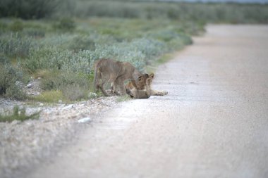 Namibya 'da çöldeki aslan