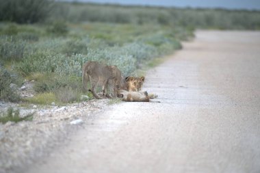 Afrika 'da çölde şirin bir aslanın yakın plan fotoğrafı.