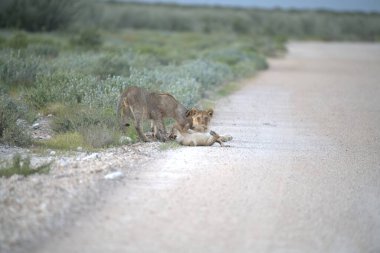 Güney Afrika 'daki Kruger Ulusal Parkı' nda aslan ailesi..