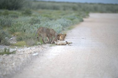 Aslan yavrusu ve anne