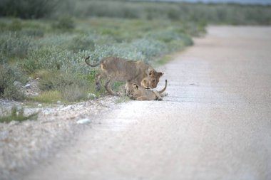 Namibya 'da aslan yavrusu
