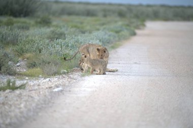 Etoşa Ulusal Parkı, Namibya 'da aslan