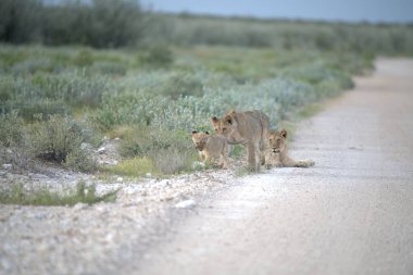 Vahşi aslanlar, Afrika savanı hayvanları, doğa faunası