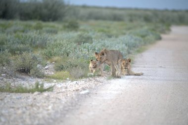 Afrika savanındaki genç vahşi aslanlar