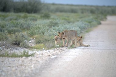 Vahşi hayvanlar, doğa hayvanları.