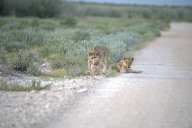 Vahşi aslan ailesi.