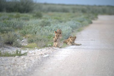 Vahşi aslan ailesi.