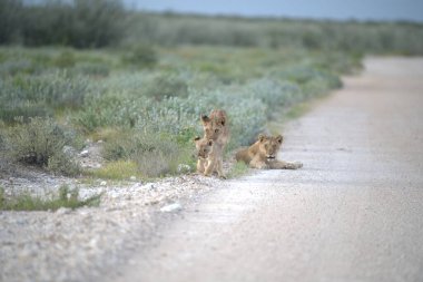 Aslan yavrusu yolda oynuyor.