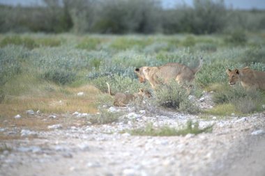 Aslan vahşi Afrika 'da.