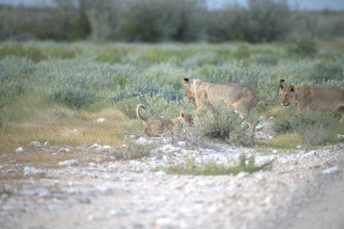 Savanada vahşi bir hayvan sürüsü
