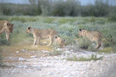 Savanadaki aslan grubu.