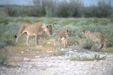 Namibya bozkırında bir grup vahşi aslan.