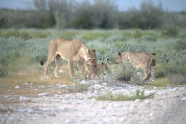 Etoşa namibya 'da bir grup aslan.