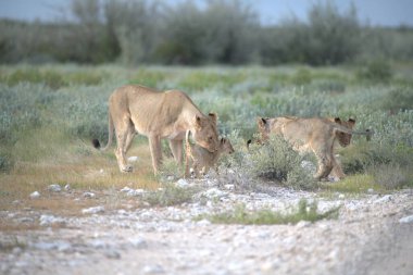 beautiful wild horses in the desert