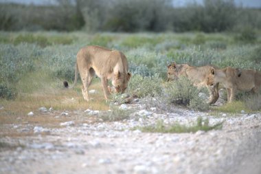 Namibya 'da Etoşa' da aslan