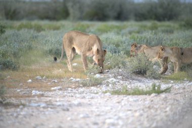 beautiful wild horses in the desert