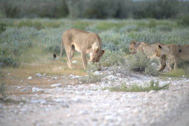 Vahşi doğada güzel vahşi aslanlar