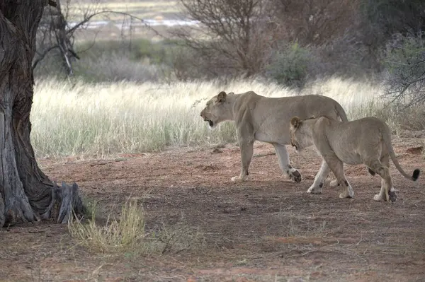 Güney Afrika 'daki Kruger Ulusal Parkı' nda aslan ve genç aslan..