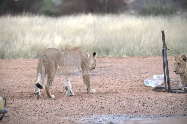Hayvanat bahçesindeki çimlerin üzerinde dinlenen aslanlar..