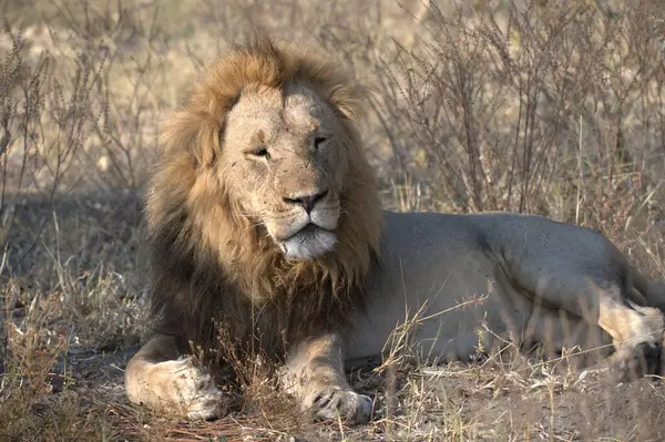 Afrika savanındaki aslan.