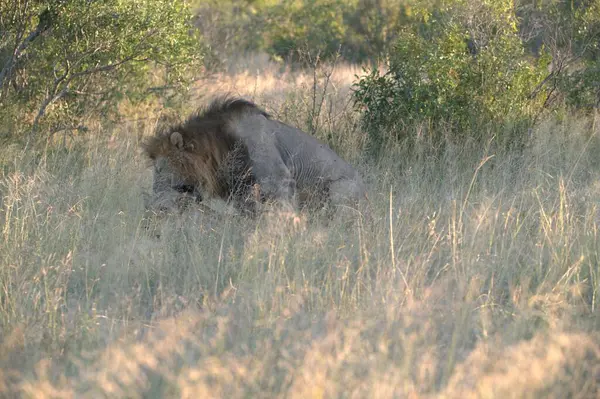 Afrika 'da vahşi bir aslan