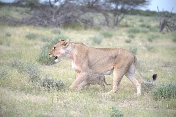 Savanadaki aslan yavrusu