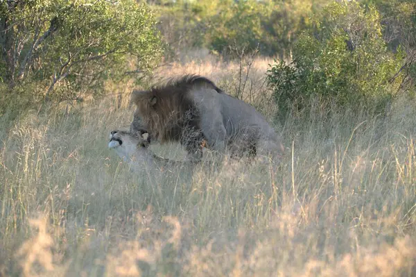 Aslan ın kruger national park, Güney Afrika