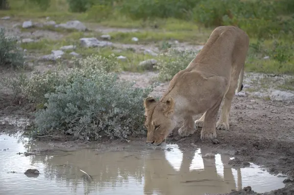 Su birikintisinde aslan