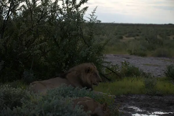 Savanadaki bir grup aslan.