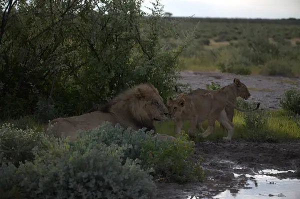 Savanadaki bir grup aslan.